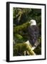 Raptor Center, Sitka, Alaska. Close-up of a Bald Eagle Sitting in Tree-Janet Muir-Framed Photographic Print