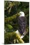 Raptor Center, Sitka, Alaska. Close-up of a Bald Eagle Sitting in Tree-Janet Muir-Mounted Photographic Print