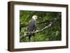 Raptor Center, Sitka, Alaska. Close-up of a bald eagle.-Janet Muir-Framed Photographic Print