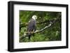 Raptor Center, Sitka, Alaska. Close-up of a bald eagle.-Janet Muir-Framed Photographic Print