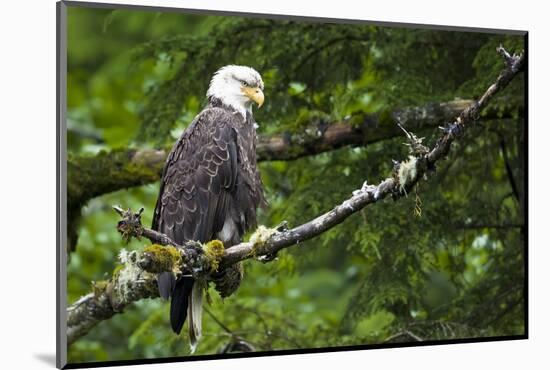 Raptor Center, Sitka, Alaska. Close-up of a bald eagle.-Janet Muir-Mounted Photographic Print