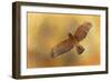 Raptors Afternoon Flight-Jai Johnson-Framed Giclee Print