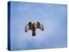 Raptors Warning-Jai Johnson-Stretched Canvas