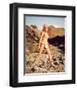 Raquel Welch-null-Framed Photo