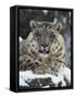 Rare and Endangered Snow Leopard, Port Lympne Zoo, Kent, England, United Kingdom-Murray Louise-Framed Stretched Canvas