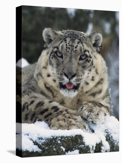 Rare and Endangered Snow Leopard, Port Lympne Zoo, Kent, England, United Kingdom-Murray Louise-Stretched Canvas