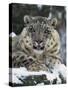 Rare and Endangered Snow Leopard, Port Lympne Zoo, Kent, England, United Kingdom-Murray Louise-Stretched Canvas