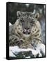 Rare and Endangered Snow Leopard, Port Lympne Zoo, Kent, England, United Kingdom-Murray Louise-Framed Stretched Canvas