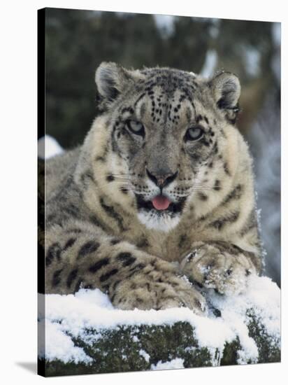 Rare and Endangered Snow Leopard, Port Lympne Zoo, Kent, England, United Kingdom-Murray Louise-Stretched Canvas