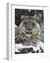 Rare and Endangered Snow Leopard, Port Lympne Zoo, Kent, England, United Kingdom-Murray Louise-Framed Photographic Print