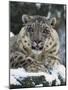 Rare and Endangered Snow Leopard, Port Lympne Zoo, Kent, England, United Kingdom-Murray Louise-Mounted Photographic Print