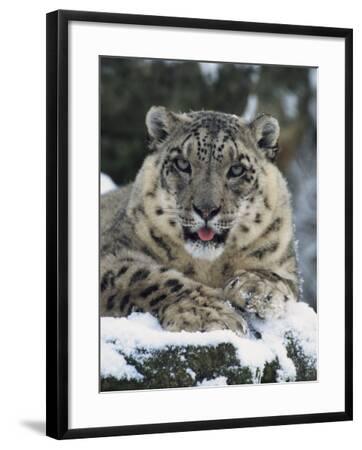Rare And Endangered Snow Leopard Port Lympne Zoo Kent England United Kingdom Photographic Print Murray Louise Allposters Com
