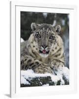 Rare and Endangered Snow Leopard, Port Lympne Zoo, Kent, England, United Kingdom-Murray Louise-Framed Photographic Print