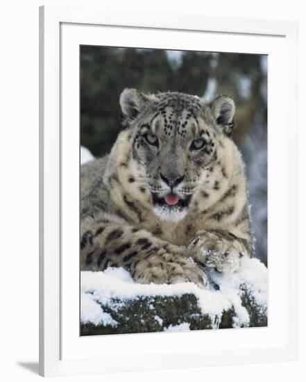 Rare and Endangered Snow Leopard, Port Lympne Zoo, Kent, England, United Kingdom-Murray Louise-Framed Photographic Print