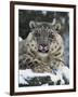 Rare and Endangered Snow Leopard, Port Lympne Zoo, Kent, England, United Kingdom-Murray Louise-Framed Photographic Print