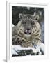 Rare and Endangered Snow Leopard, Port Lympne Zoo, Kent, England, United Kingdom-Murray Louise-Framed Photographic Print