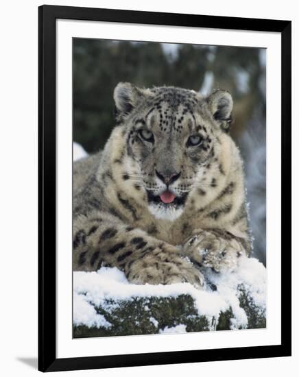 Rare and Endangered Snow Leopard, Port Lympne Zoo, Kent, England, United Kingdom-Murray Louise-Framed Photographic Print