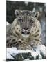 Rare and Endangered Snow Leopard, Port Lympne Zoo, Kent, England, United Kingdom-Murray Louise-Mounted Photographic Print