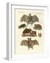 Rare Bats-null-Framed Giclee Print