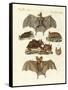 Rare Bats-null-Framed Stretched Canvas