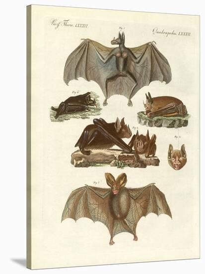 Rare Bats-null-Stretched Canvas