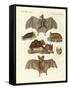 Rare Bats-null-Framed Stretched Canvas