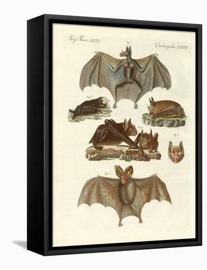 Rare Bats-null-Framed Stretched Canvas