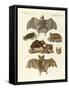 Rare Bats-null-Framed Stretched Canvas