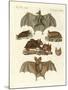 Rare Bats-null-Mounted Giclee Print