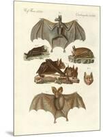 Rare Bats-null-Mounted Giclee Print
