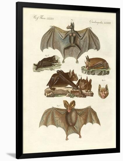 Rare Bats-null-Framed Giclee Print