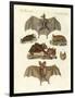 Rare Bats-null-Framed Giclee Print