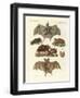 Rare Bats-null-Framed Giclee Print