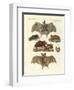 Rare Bats-null-Framed Giclee Print