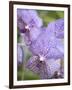 Rare, beautiful orchids bloom in a Florida garden-Dana Hoff-Framed Premium Photographic Print