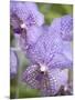 Rare, beautiful orchids bloom in a Florida garden-Dana Hoff-Mounted Premium Photographic Print