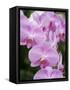 Rare, beautiful orchids bloom in a Florida garden-Dana Hoff-Framed Stretched Canvas