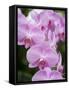 Rare, beautiful orchids bloom in a Florida garden-Dana Hoff-Framed Stretched Canvas