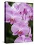 Rare, beautiful orchids bloom in a Florida garden-Dana Hoff-Stretched Canvas