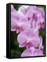 Rare, beautiful orchids bloom in a Florida garden-Dana Hoff-Framed Stretched Canvas