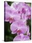 Rare, beautiful orchids bloom in a Florida garden-Dana Hoff-Stretched Canvas