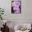 Rare, beautiful orchids bloom in a Florida garden-Dana Hoff-Framed Stretched Canvas displayed on a wall