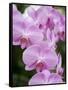 Rare, beautiful orchids bloom in a Florida garden-Dana Hoff-Framed Stretched Canvas