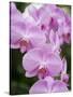 Rare, beautiful orchids bloom in a Florida garden-Dana Hoff-Stretched Canvas