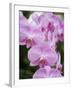 Rare, beautiful orchids bloom in a Florida garden-Dana Hoff-Framed Premium Photographic Print