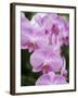 Rare, beautiful orchids bloom in a Florida garden-Dana Hoff-Framed Premium Photographic Print