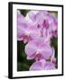 Rare, beautiful orchids bloom in a Florida garden-Dana Hoff-Framed Premium Photographic Print