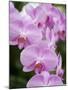 Rare, beautiful orchids bloom in a Florida garden-Dana Hoff-Mounted Premium Photographic Print