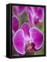 Rare, beautiful orchids bloom in a Florida garden-Dana Hoff-Framed Stretched Canvas