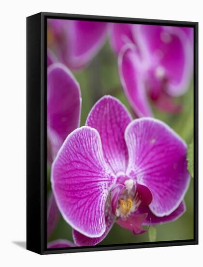 Rare, beautiful orchids bloom in a Florida garden-Dana Hoff-Framed Stretched Canvas